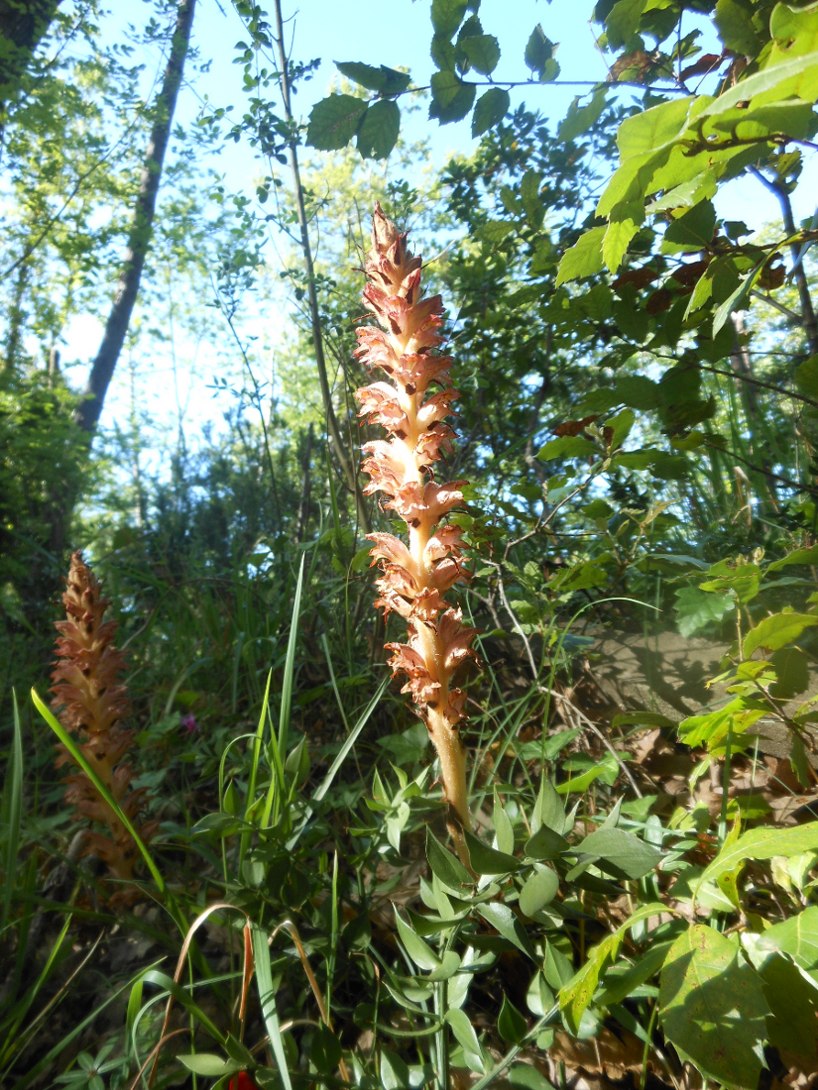 Orobanche rapum-genistae / Succiamele delle ginestre